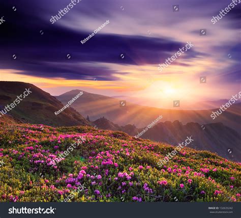 Spring Landscape Beautiful Sunset Mountains Rhododendron Stock Photo