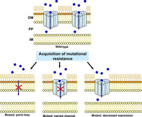 Existence and purification of porin heterotrimers of escherichia coli k12 ompc, ompf, and phoe. Adaptive and Mutational Resistance: Role of Porins and ...