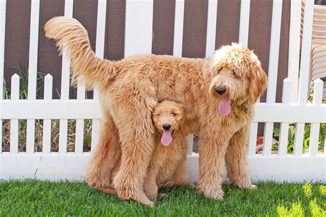 Why Are ‘doodle Dog Breeds So Popular Wagabonz