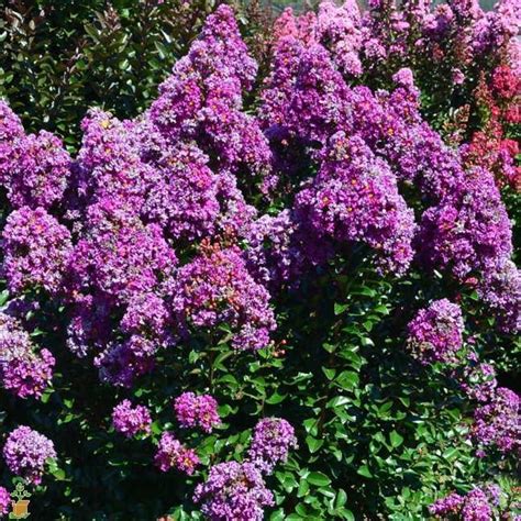 Most crepe myrtles in gardens are selections of l. Purple Magic Dwarf Crape Myrtle | New Life Nursery
