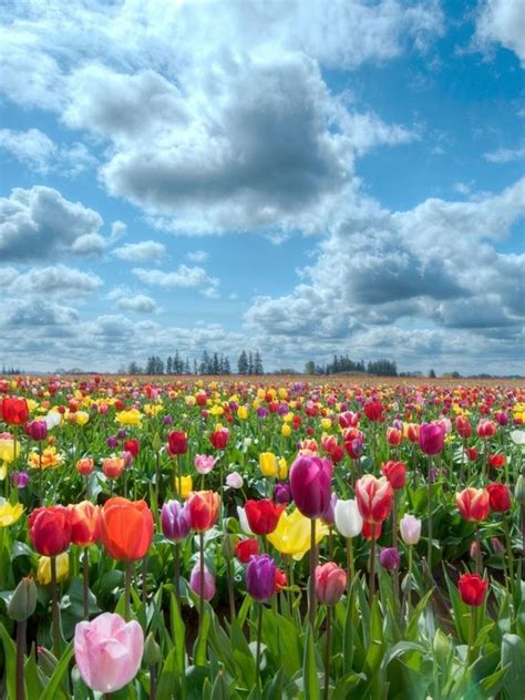 Free Download Hd Wallpapers Field Of Flowers Background 1920x1080