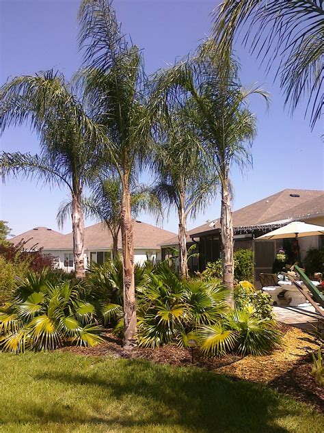 Tampa Bay Landscaper Wholesale Queen Palms