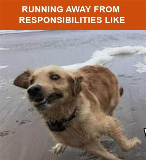 Scared Dog Running Away From Responsibilities Animal Memes Dog