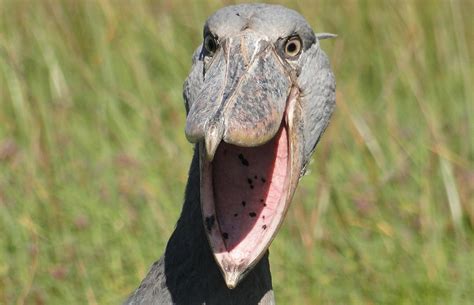 5 Facts You Didnt Know About Africas Shoebill