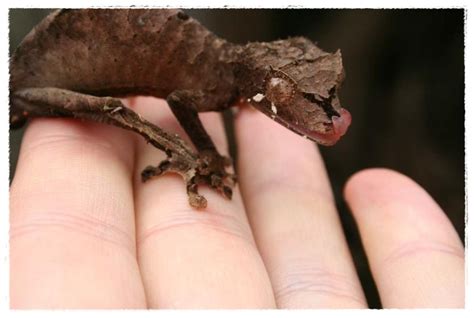 Dunia Binatang: Gambar Hewan Yang Aktivitasnya Malam Hari