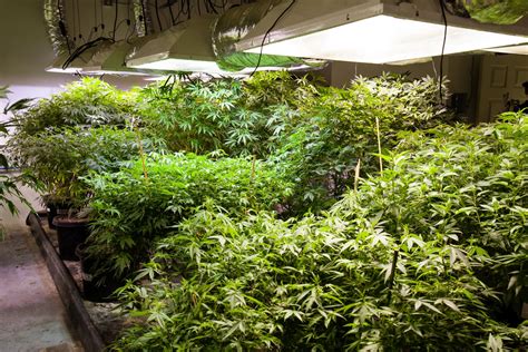 A Beginners Guide To Growing Weed Indoors Seed Supreme