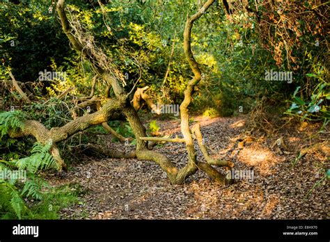 Twisted Branch In Ancient Oak Forrest With Dappled Sunlight Stock Photo