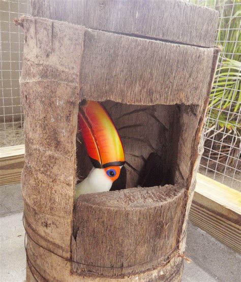 Nest Logs For Toco Toucans Adventures In Toucanland