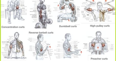 Best Bicep Workouts For Mass Building ~ Multiple Fitness