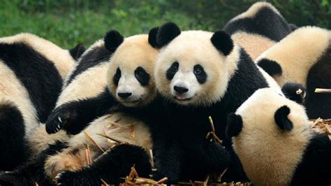 Giant Panda Numbers On The Rise Newshub