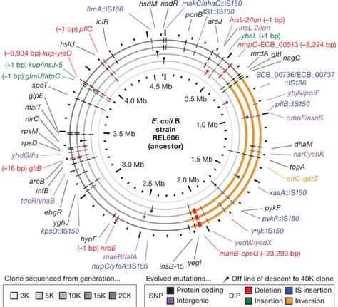 Download iate, european union, 2017. justomedio: Expermiento de Lenski para la verificación de ...