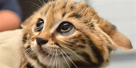 Philadelphia Zoo Welcomes Black Footed Cat Kittens And We