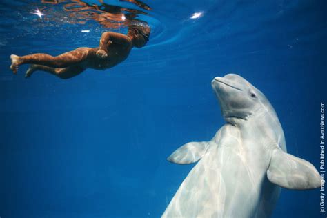 Zachi Four Year Old Chinese Boy Swims With Beluga Whale