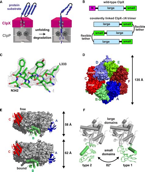 Structures Of Asymmetric Clpx Hexamers Reveal Nucleotide Dependent