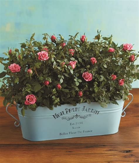 Mothers Day Pink Mini Rose Plant T Trio The Blooms Are Planted In
