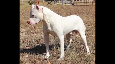 White Red Nose Pitbull Dogs