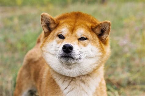 Shiba Inu Dog Price How Much Does A Shiba Puppy Cost K9 Web