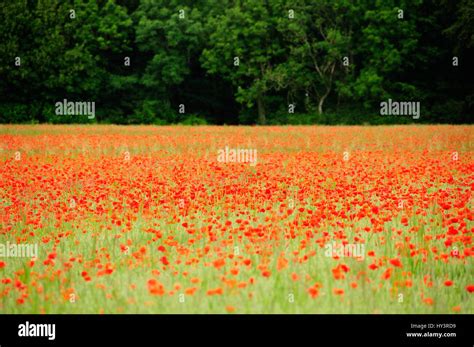 Poppy Field In England Stock Photo Alamy