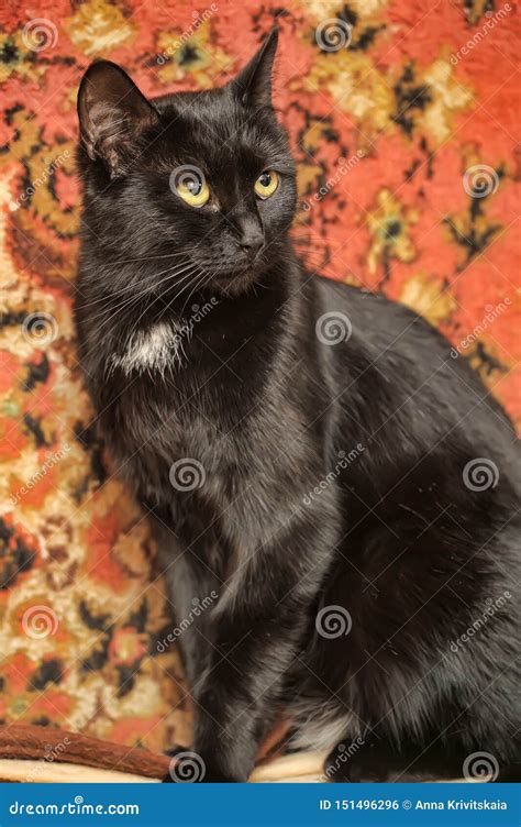 Black Cat With Shiny Hair Stock Photo Image Of Animal 151496296