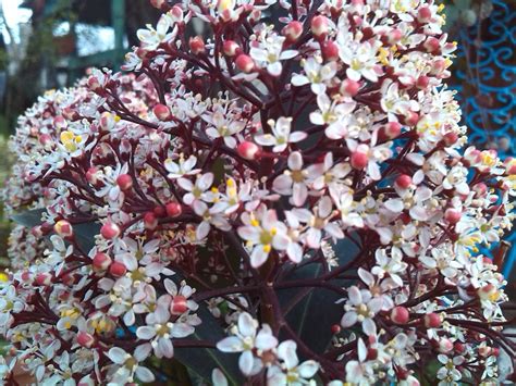 Anello piccola corteccia con fiorellini rosa. blog di Sara: In giardino a marzo