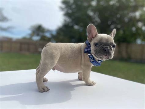 Fluffy Frenchie Puppy For Sale / Beautiful and sweet designer frenchie ...