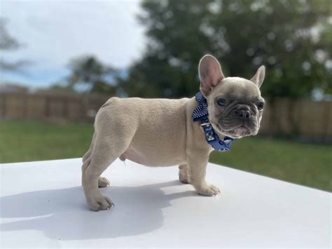 › fluffy frenchie puppies for sale. Frenchie Puppy For Sale - Petclassifieds.com