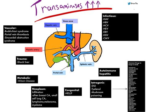 Elevated Transaminases Transaminitis Differential Grepmed