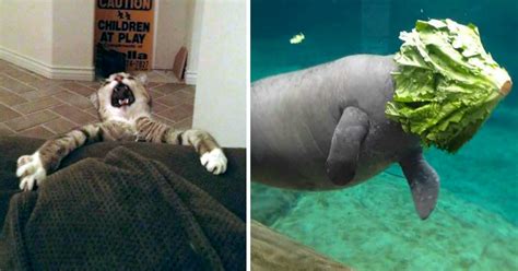 16 Hilarious Animal Fails That Will Make You Feel Guilty For Laughing