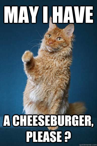 May I Have A Cheeseburger Please Dat Cat Quickmeme
