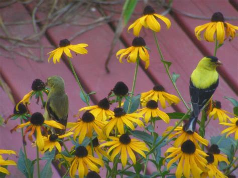 What might happen to finches if each species of finch had the same diet and habitat? Yellow finches | Yellow finch, Plants, Finch