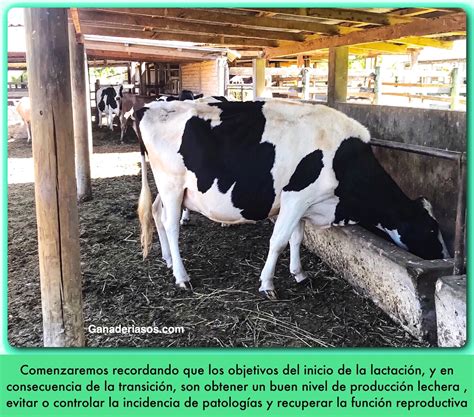 Cuidados De La Vaca Antes Y DespuÉs Del Parto Ganaderia Sos Solución