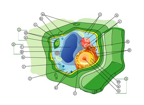 The cell wall stores store fats. Cell wall - Wikipedia