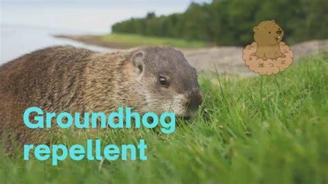 Best Groundhog Repellent That Actually Works