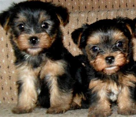 13705 dale mabry highway, tampa, fl 33618. health Sweet Super cute tea cup Yorkie puppies for adoption for Sale in Jacksonville, Florida ...
