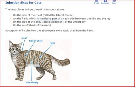 Long Time Diabetic Cat Feline Diabetes Message Board Fdmb