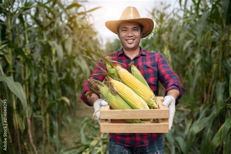 corn harvest corn farmer corn harvest growing corn organic farming organic farming food and