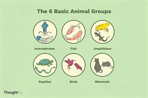 6 основни класове животни