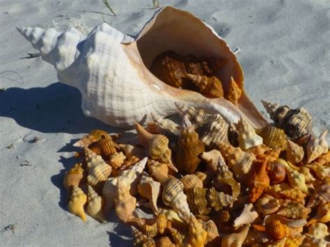 Sea Cucumber Conch Shells Harvesting Restricted