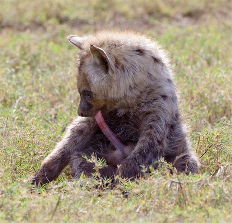 Jan Schaumann On Twitter A Group Of Hyenas Is Called A Clan One Clan