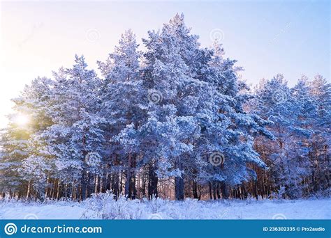 Pine Trees In The Snow On A Frosty Winter Day Stock Image Image Of