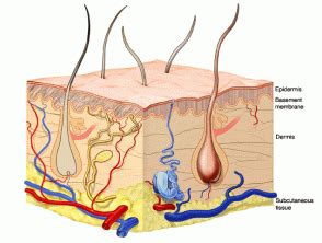Download in under 30 seconds. In The Diagram Of Skin Shown Below Where Is The Apocrine Sweat Gland - General Wiring Diagram