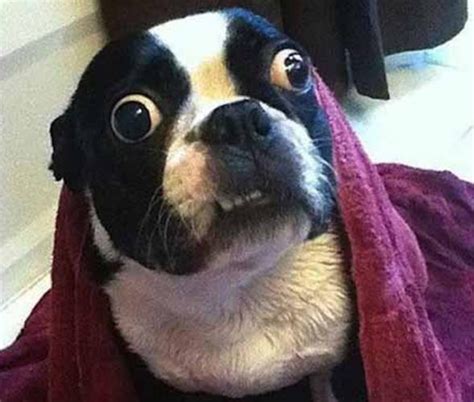 Funny Stressed Out Dogs 24 Pics