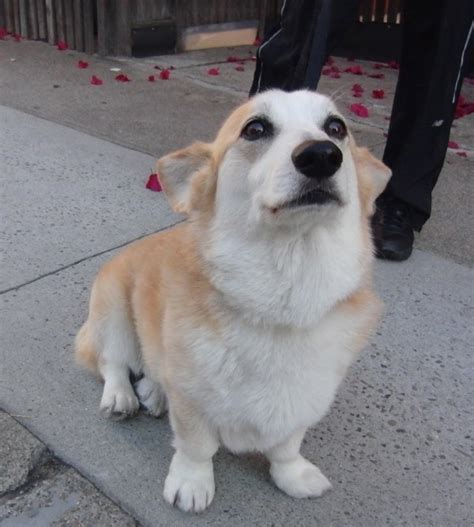 Dog Of The Day Tidus The Famous Corgi The Dogs Of San Francisco
