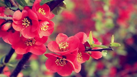 Red Spring Flowers Wallpapers Wallpaper Cave