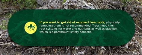 Palm tree roots do not widen out as they grow; How to Deal With Exposed Tree Roots - Dragonetti Brothers ...