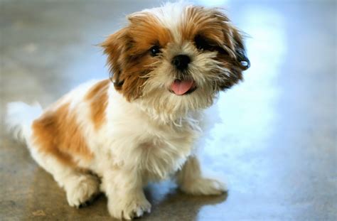 Shih Tzu Health Problems You Need To Know About Dogs Vita