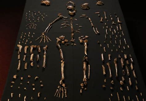 This is the story of our very, very distant cousin, homo. Homo naledi, your most recently discovered human relative | Natural History Museum