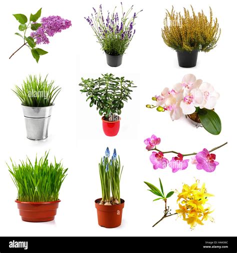Colección Con Diferentes Tipos De Flores Y Plantas Aislado En Blanco