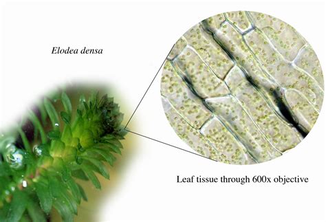 ‎elodea Plant With Microscopic View Of Its Leaf Cells Uwdc Uw