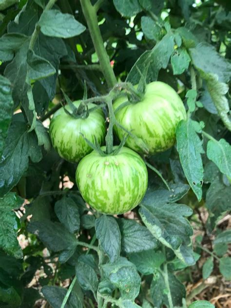 Green Zebra Tomato Seed Heirloom Tomato Seeds Great For Etsy